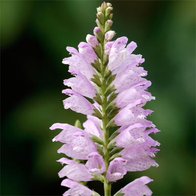a pink obedient plant