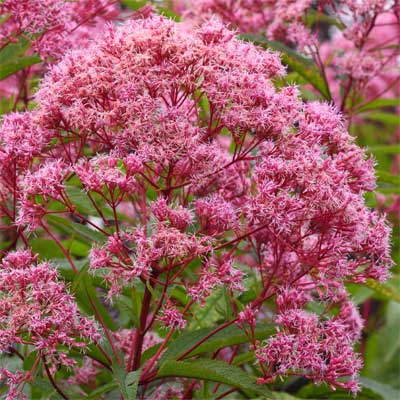 hot pink Joe Pye weeds