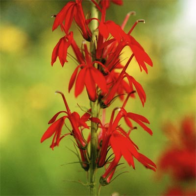 a cardinal flower