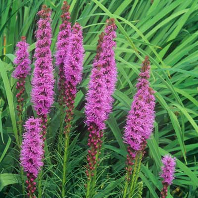 fuschia-colored blazing stars