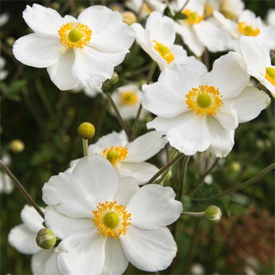 white Japanese anemones