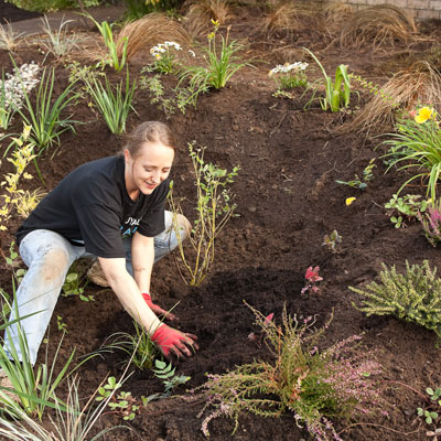 Mulching the garden area
