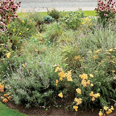 example of rain garden to help you plan