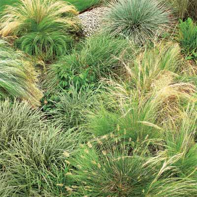 Free Garden Planner on Using Rain Gardens To Keep Waterways Pollution Free This Old House