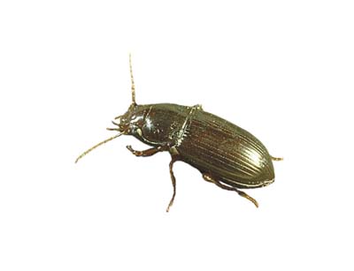 ground beetle