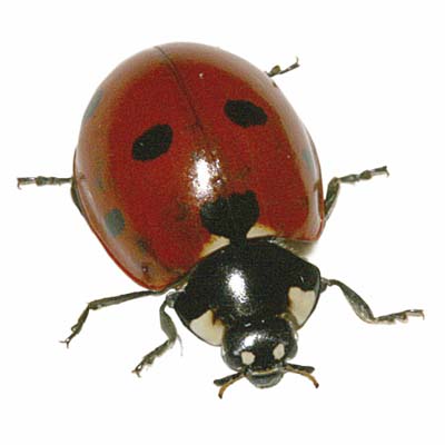 lady bug