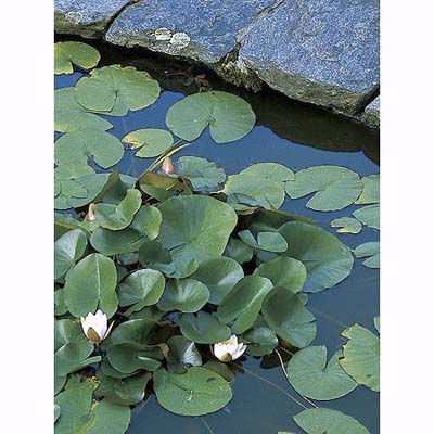 flagstone-edged lily pond in Litchfield, Connecticut, garden