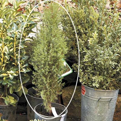 rugged juniper plant