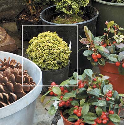dwarf evergreen plants with yellow tips