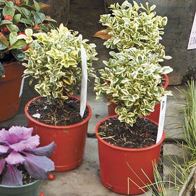 Variegated plants for winter