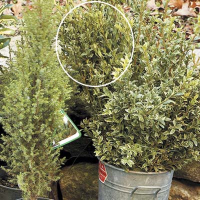 choices for evergreen plants 