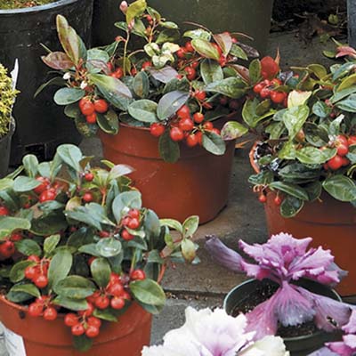 wintergreen plants with red berries