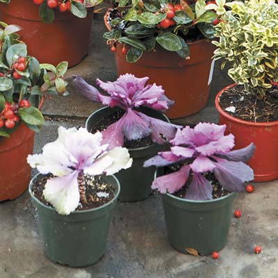 hardy blooming plants with frilly leaves 