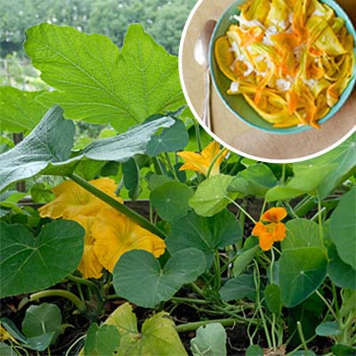 squash blossoms 
