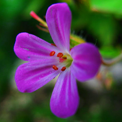 violet edible flower 