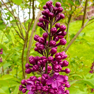 lilac edible flower 