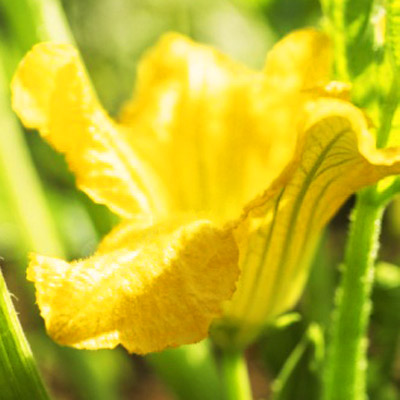 squash blossom edible flower 
