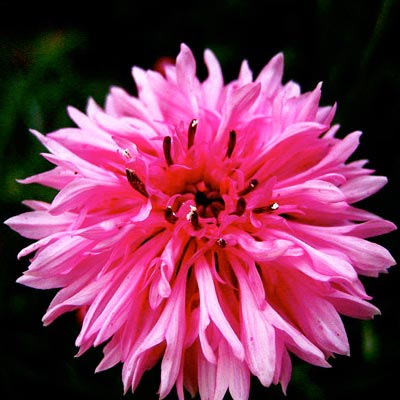 bee balm edible flower 
