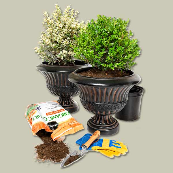 materials for planting evergreens in patio containers