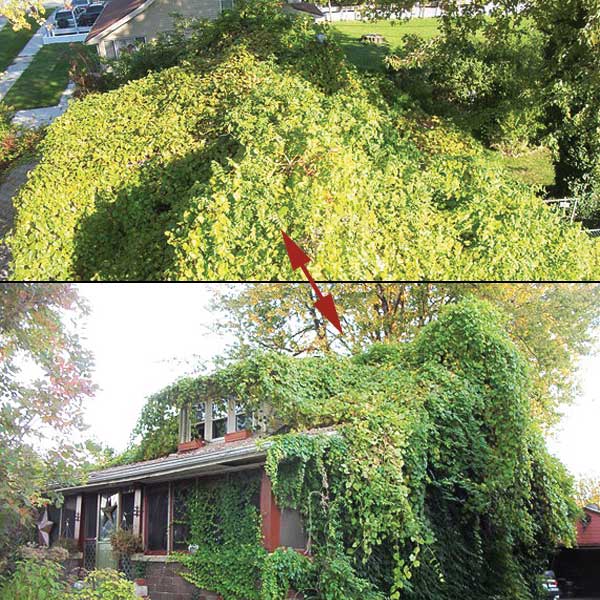 roof and exterior of house totally covered in growth in the this old house Home Inspection Nightmares XXVIII gallery