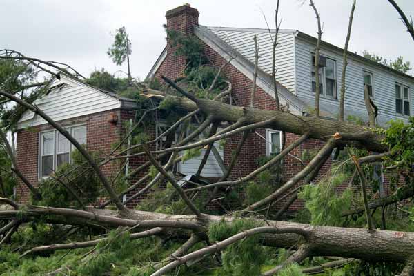 trees fallen on a house from the Dealing with the Aftermath gallery