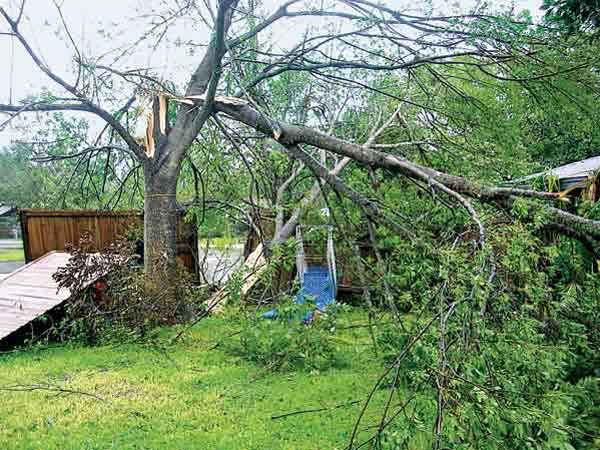 Clean Up Damaged Trees from the Dealing with the Aftermath gallery