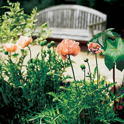 flowers by backyard path and bench 
