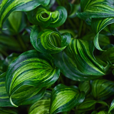 hosta 