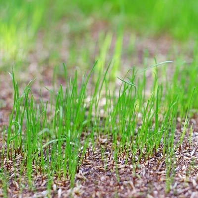 grass
