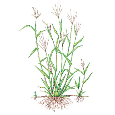crabgrass illustration 