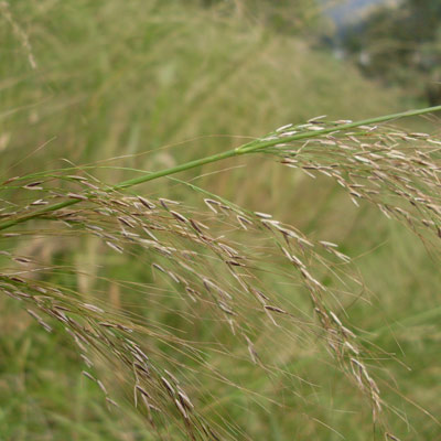 Austrostipa ramosissima bamboo