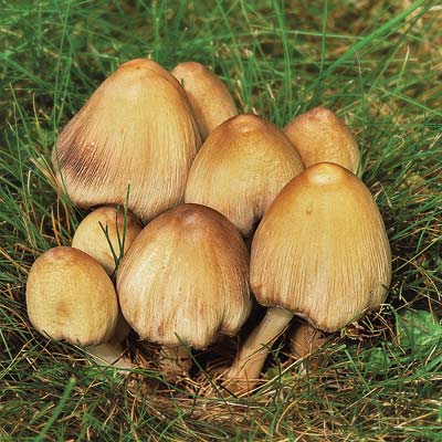 mushrooms