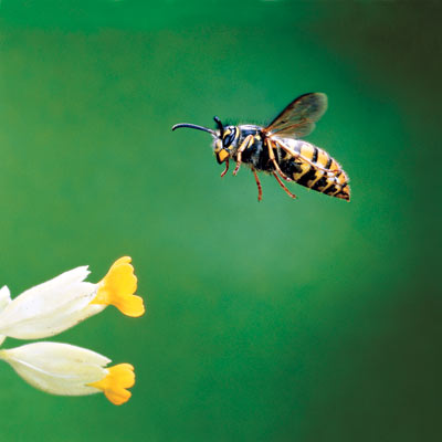 wasp and flower 
