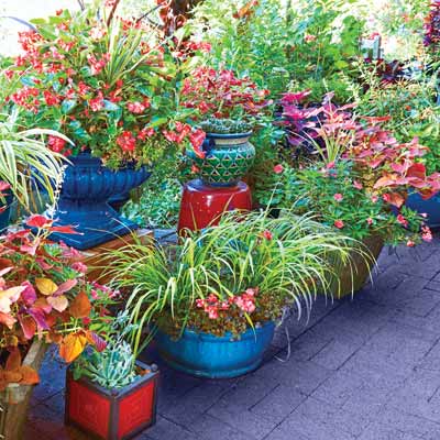 'Red Dragon' begonia, coleus, and other plants in blue, green, and purple pots edge a patio 
