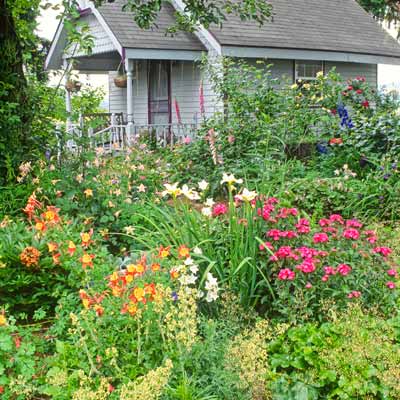 cottage garden of columbine, iris and roses