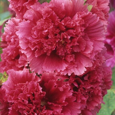 hollyhocks (Alcea rosea)