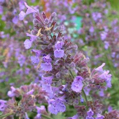 Catmint (Nepeta racemosa)