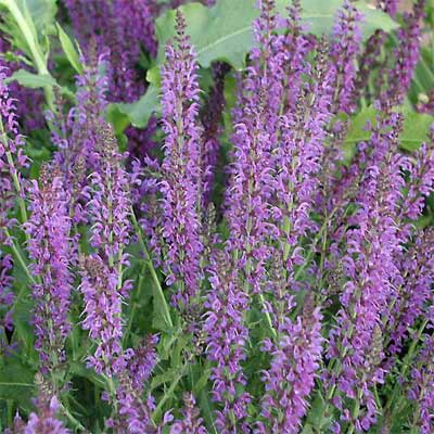 Sage (Salvia x sylvestris)