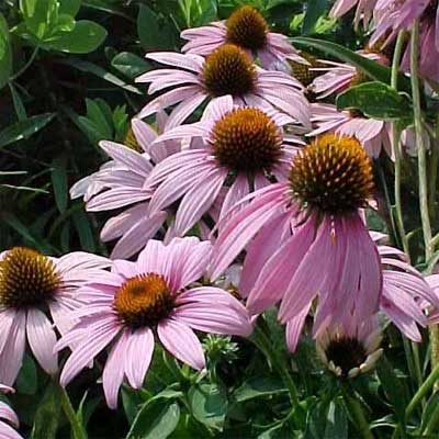 Coneflower (Echinacea purpurea)