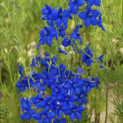 Delphinium (Delphinium grandiflorum)