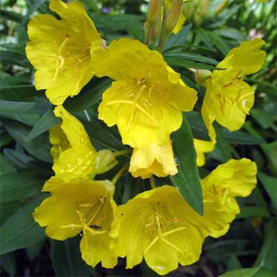 Sundrops (Oenothera fruticosa)