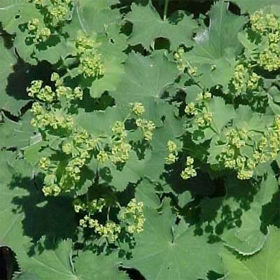 Lady's Mantle (Alchemilla mollis)