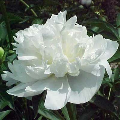 Peony (Paeonia lactiflora)