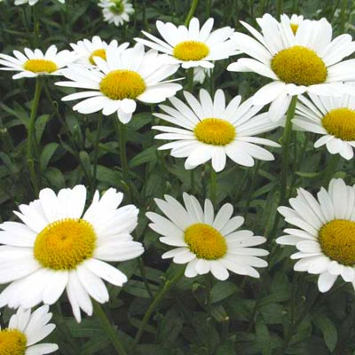 Shasta Daisy (Leucanthemum x superbum)
