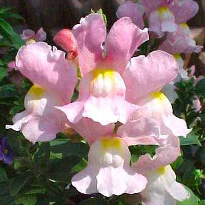Snapdragon