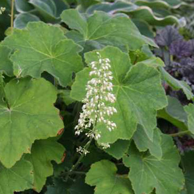 Coral Bells (Heuchera villosa)