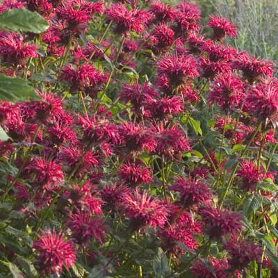 Bee Balm (Monarda didyma)