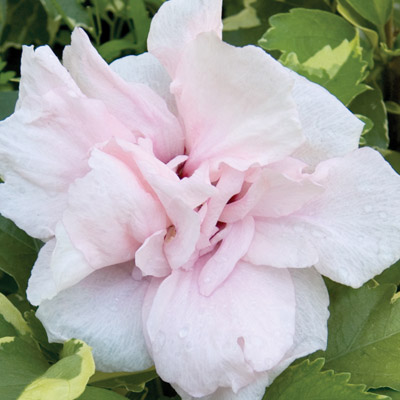 Rose of Sharon (Hibiscus syriacus)