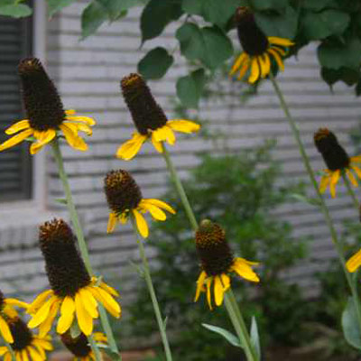 Large Coneflower (Rudbeckia maxima)