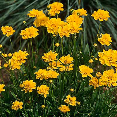 Tickseed (Coreopsis grandiflora)